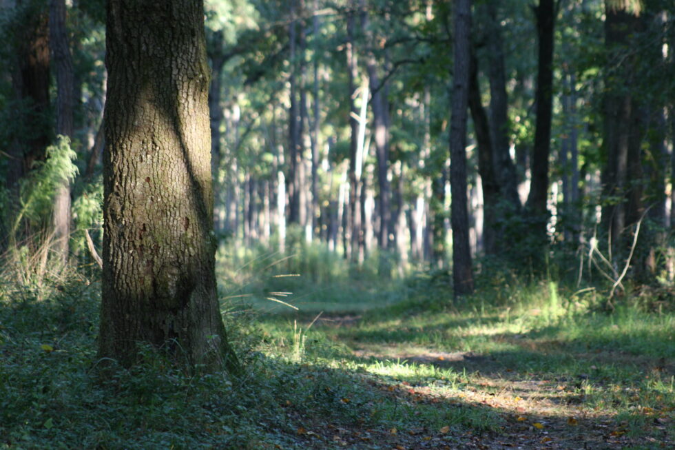 Our Tips for Visiting the Francis Marion National Forest - Point Hope